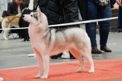 Ciri Kielce 1.12.2024